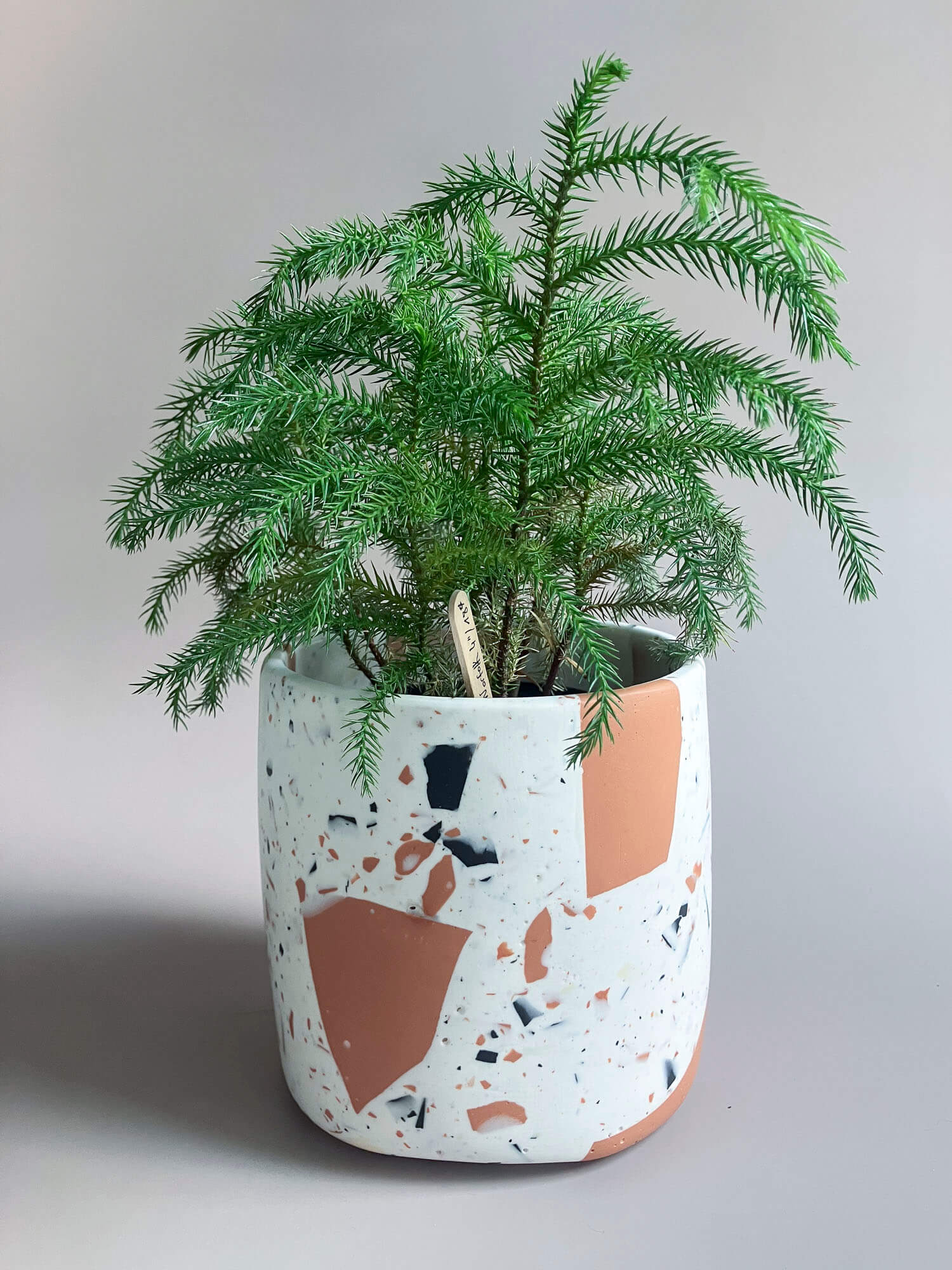 Cache pot avec gros morceaux de terrazo et pin de norfolk