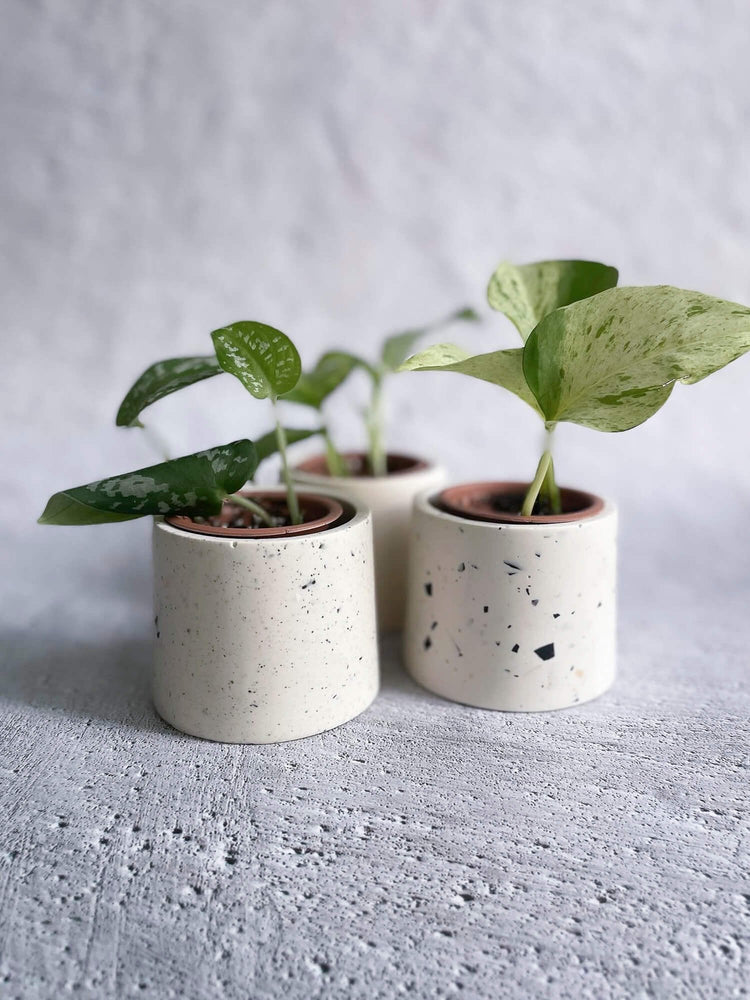 Trois cache pot blanc avec motifs terrazo avec plantes