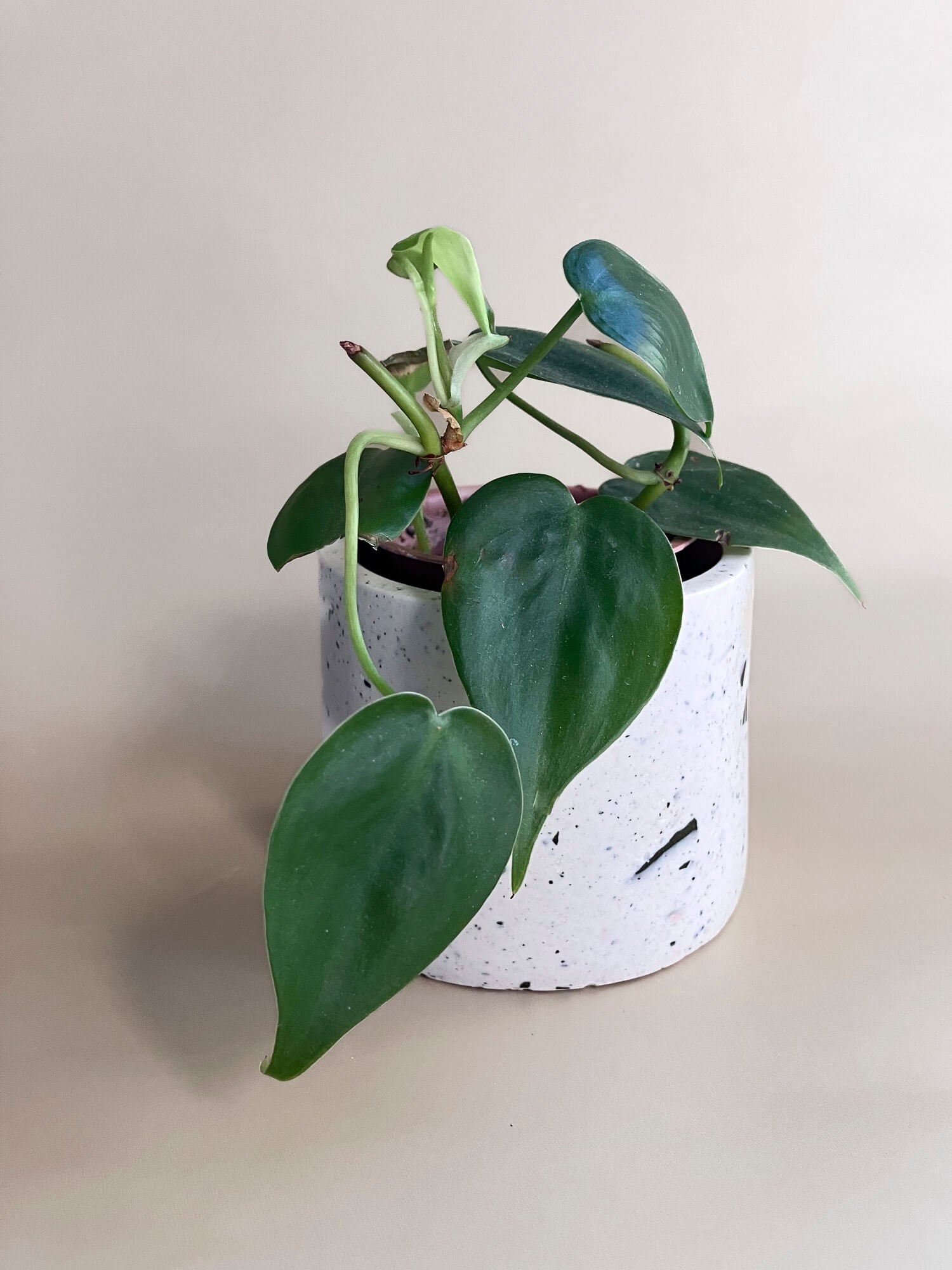Un mini cache-pot avec petite plante sur fond beige