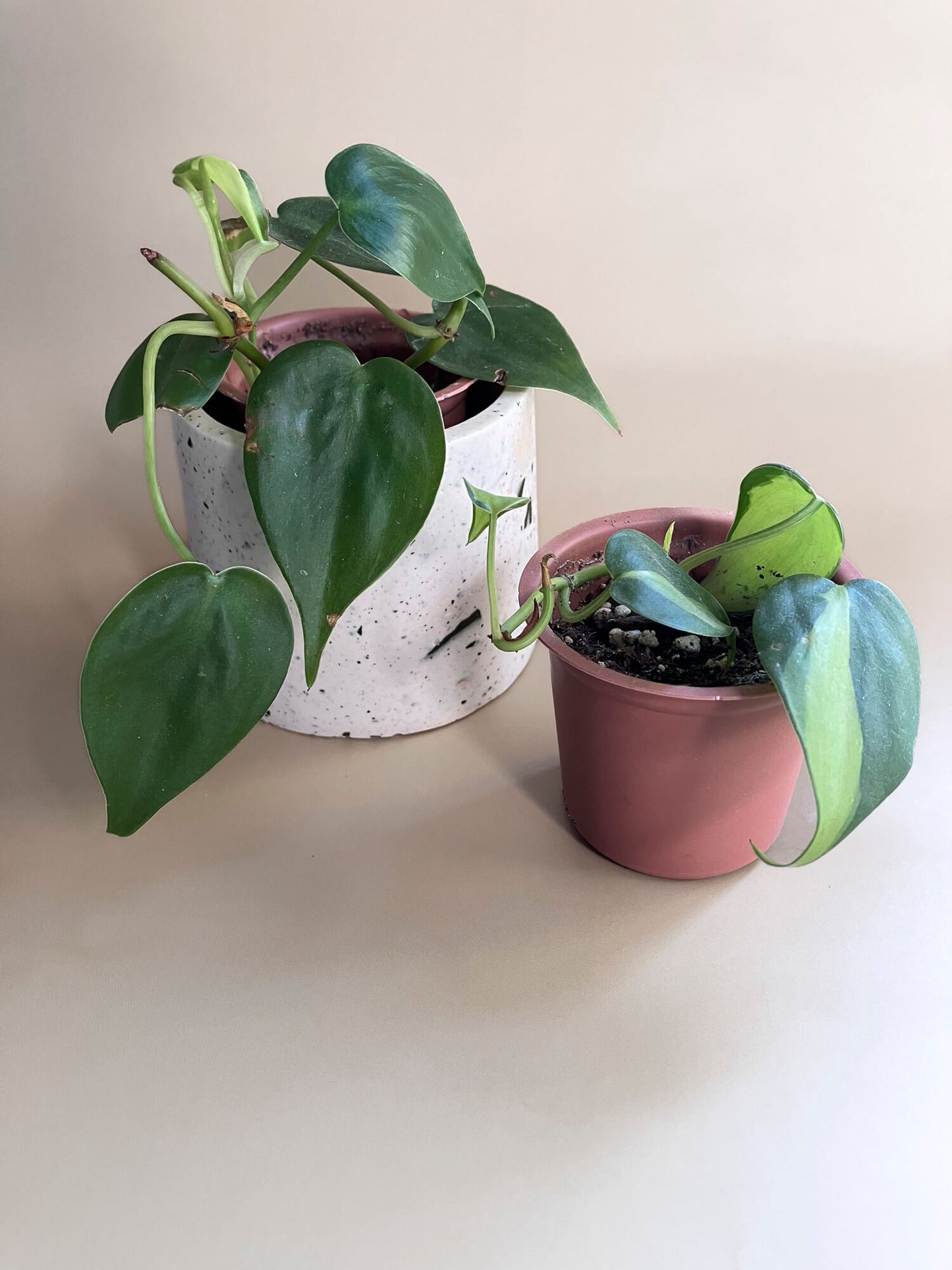 Mini cache-pot avec motifs terrazo et petit pot en plastique