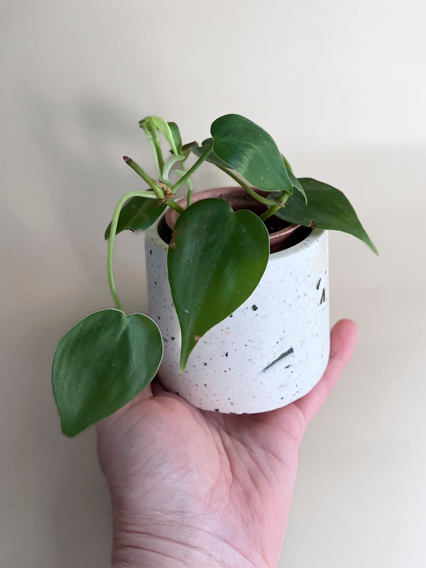 Un mini cache-pot dans une main pour montrer la taille