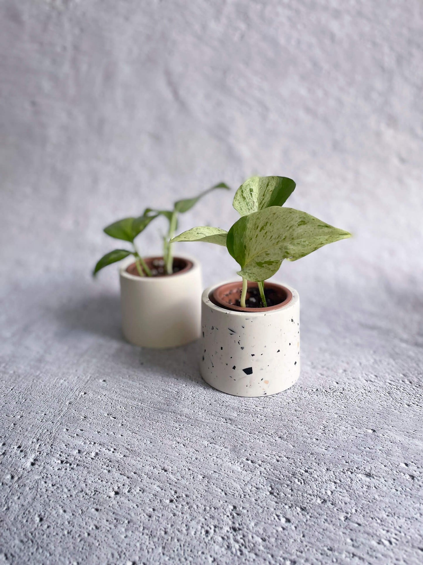 Deux mini cache-pot sur fond de béton