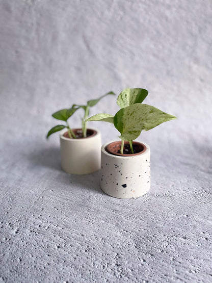 Deux mini cache-pot sur fond de béton