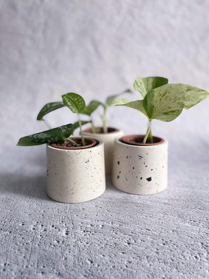 Trois mini cache-pot sur fond de béton