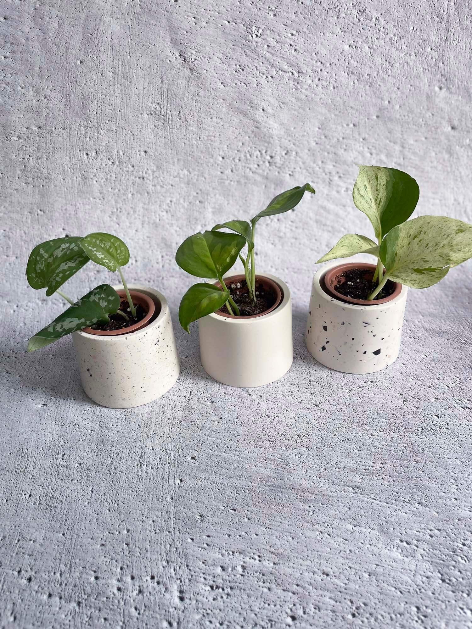 Trois mini cache-pot sur fond de béton placés en ligne